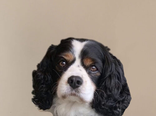 Image of Max