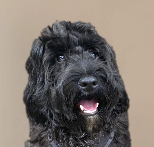 Image of Suki